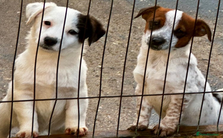 Jack Russell dogs Kennel Club Registered Jack Russell Terrier Pups - Advert 15