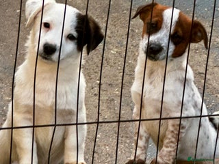 Jack Russell dogs Kennel Club Registered Jack Russell Terrier Pups - Advert 11