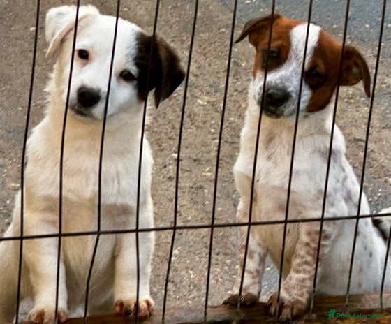 Jack Russell dogs Kennel Club Registered Jack Russell Terrier Pups - Advert 15