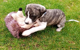 Whippet dogs for sale: Quality KC reg Whippet Puppies - Image 4