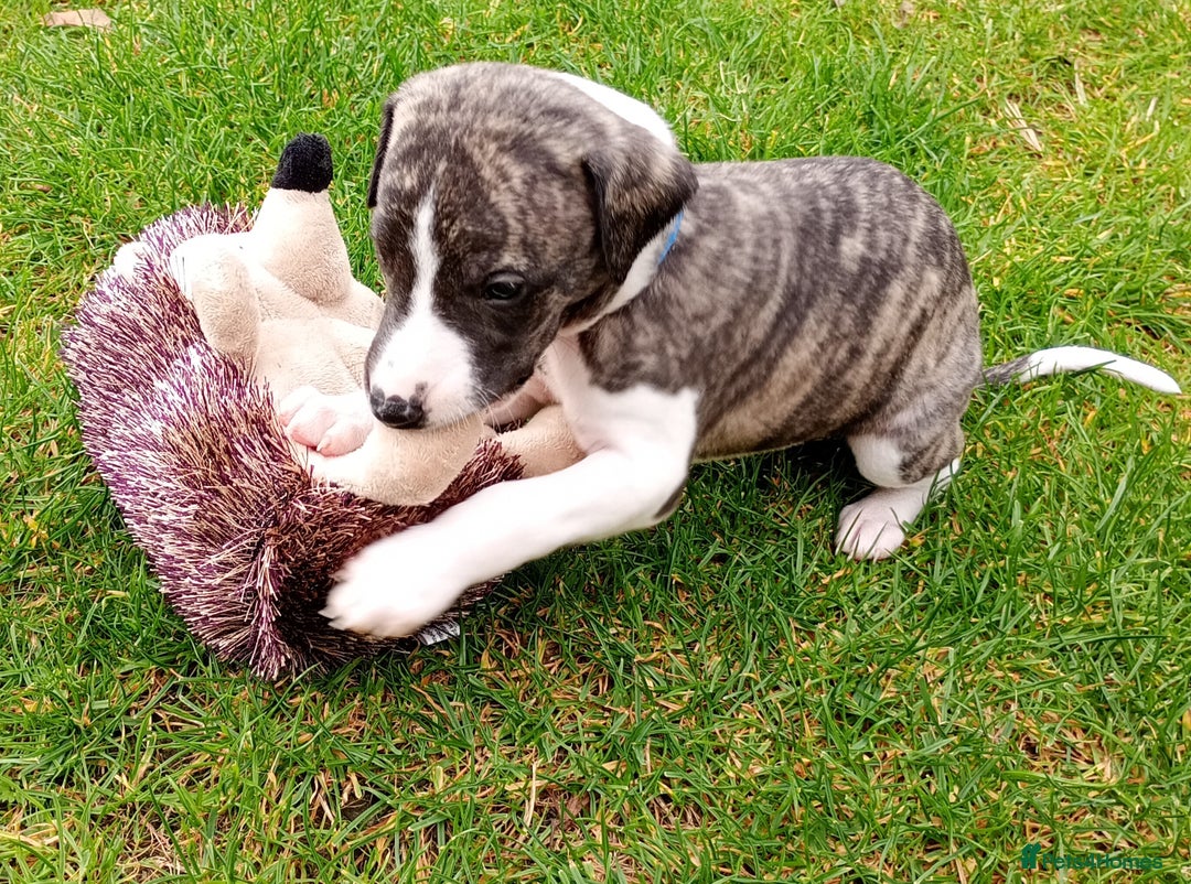 Whippet dogs for sale: Quality KC reg Whippet Puppies - Image 4