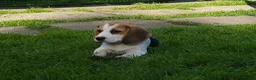 Beagle dogs for sale: 2Beautiful KC Registered Beagle Pups - Ready Now - Advert 13