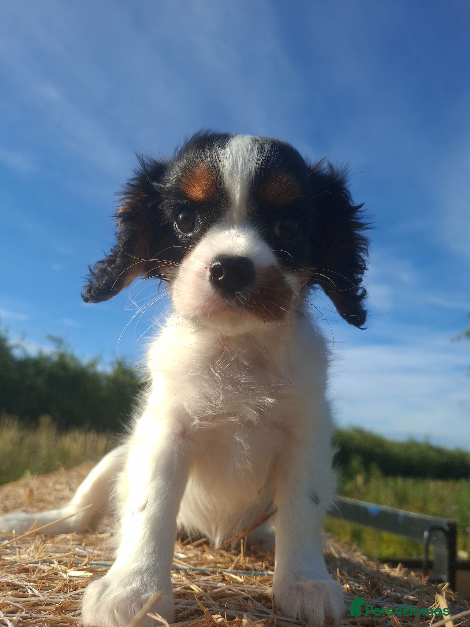 Cavalier King Charles Spaniel dogs Gorgeous unique Tri girl - Advert 1
