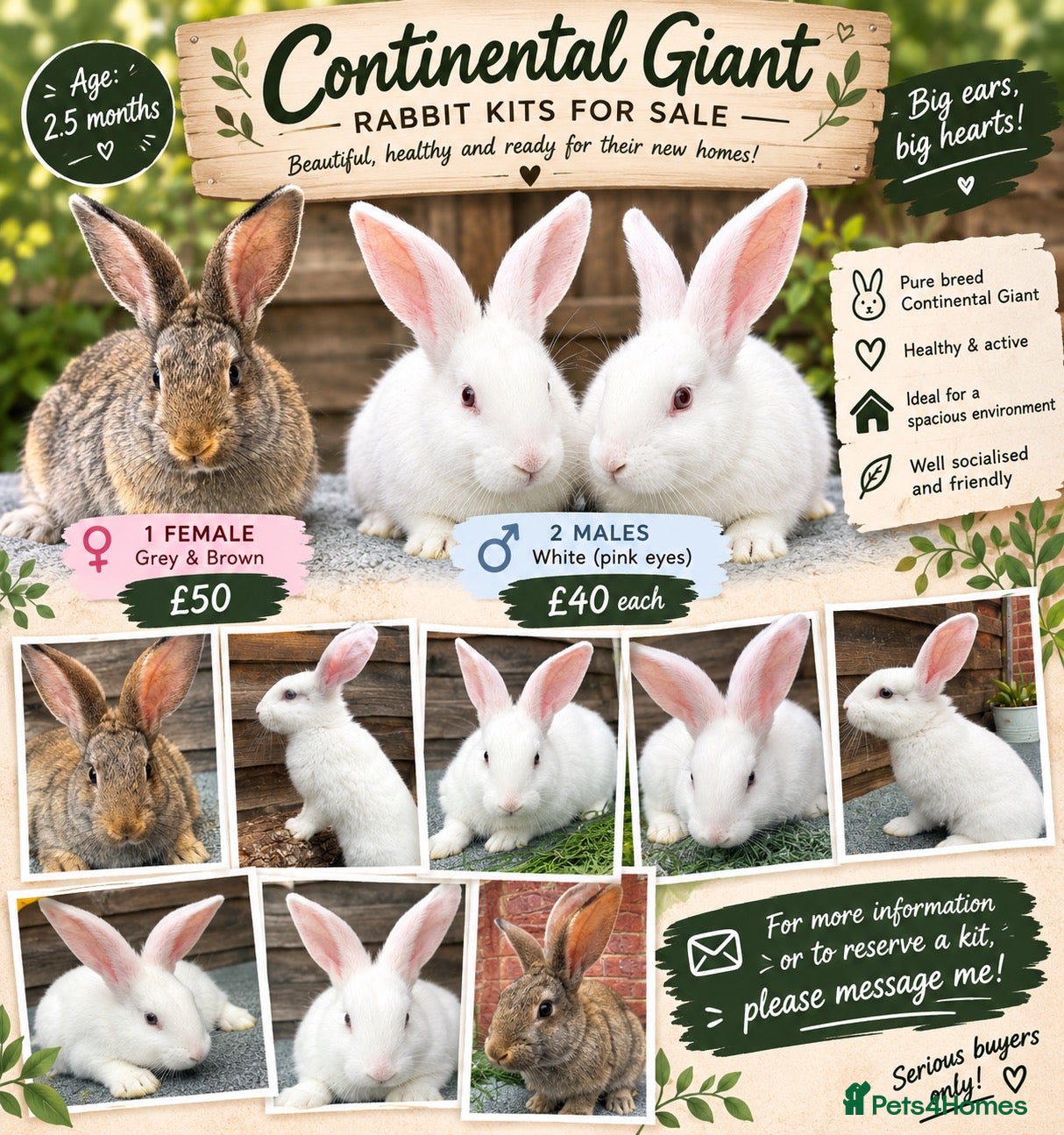 Continental Giant rabbits 🐰🐰🐰 Continental Giant Rabbits  - Advert 3