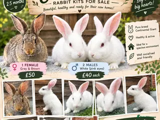 Continental Giant rabbits 🐰🐰🐰 Continental Giant Rabbits - Advert 1