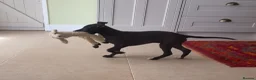 Whippet dogs for sale: Beautiful KC Whippet Puppies - Advert 5