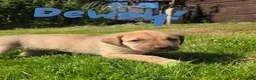 Mixed Breed dogs for sale: 2 female Daniff Puppies READY NOW - Advert 29