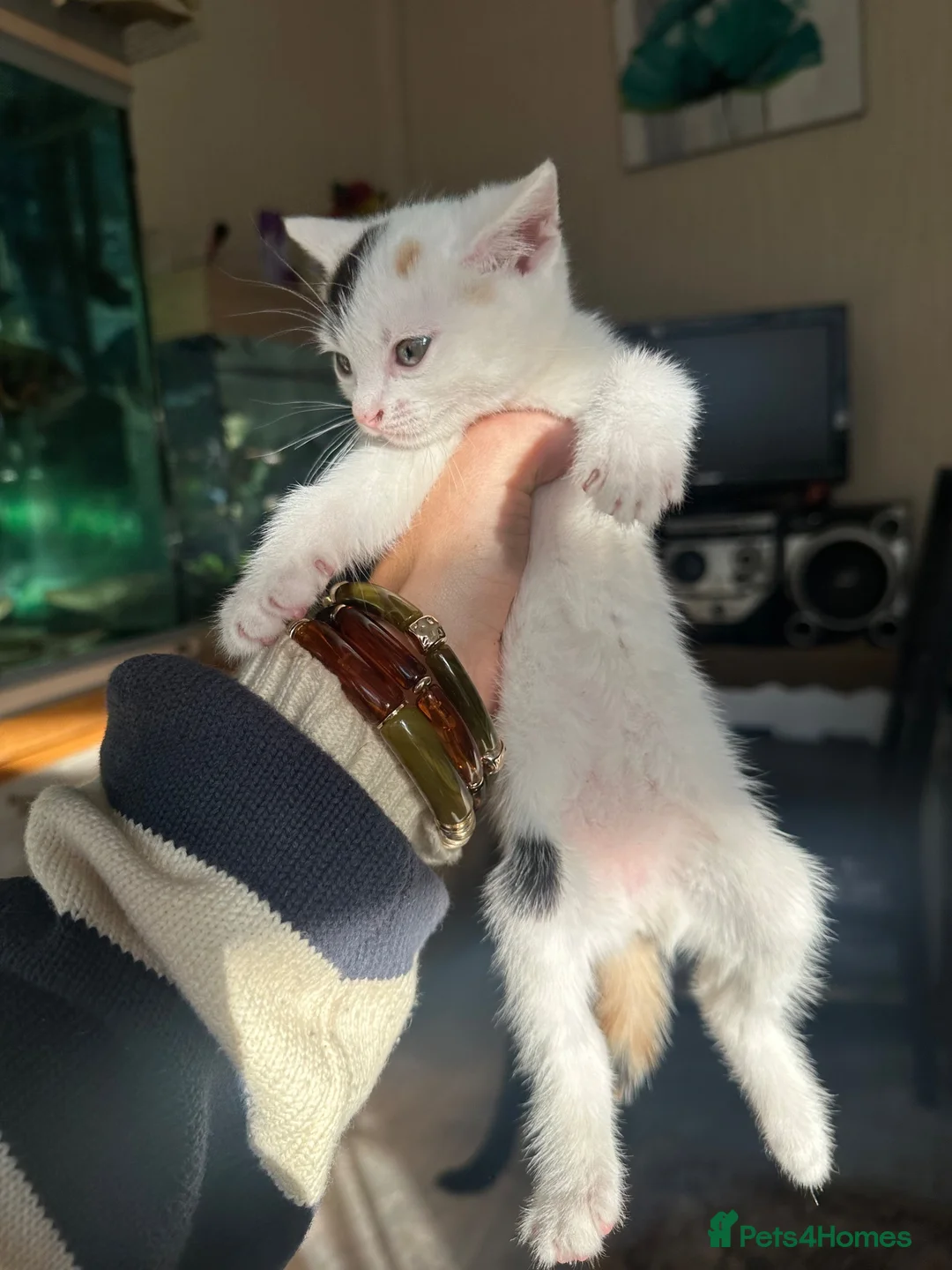 Turkish Angora cats for sale: Kittens for sale - Advert 2