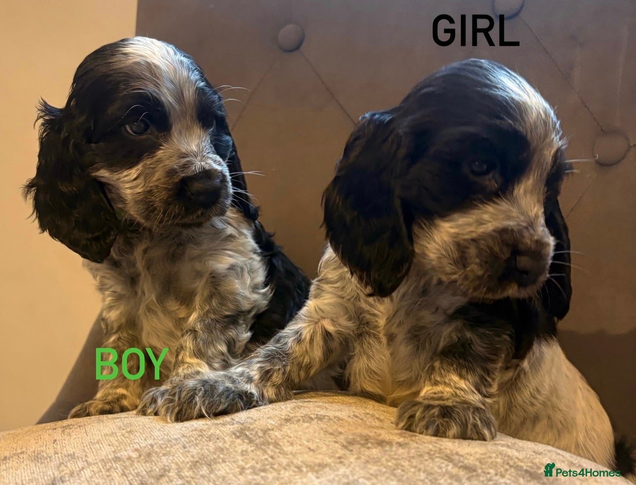 Cocker Spaniel dogs Cocker spaniel KC registered boy and girl - Advert 13