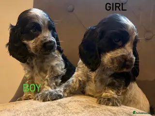 Cocker Spaniel dogs Cocker spaniel KC registered boy and girl - Advert 13