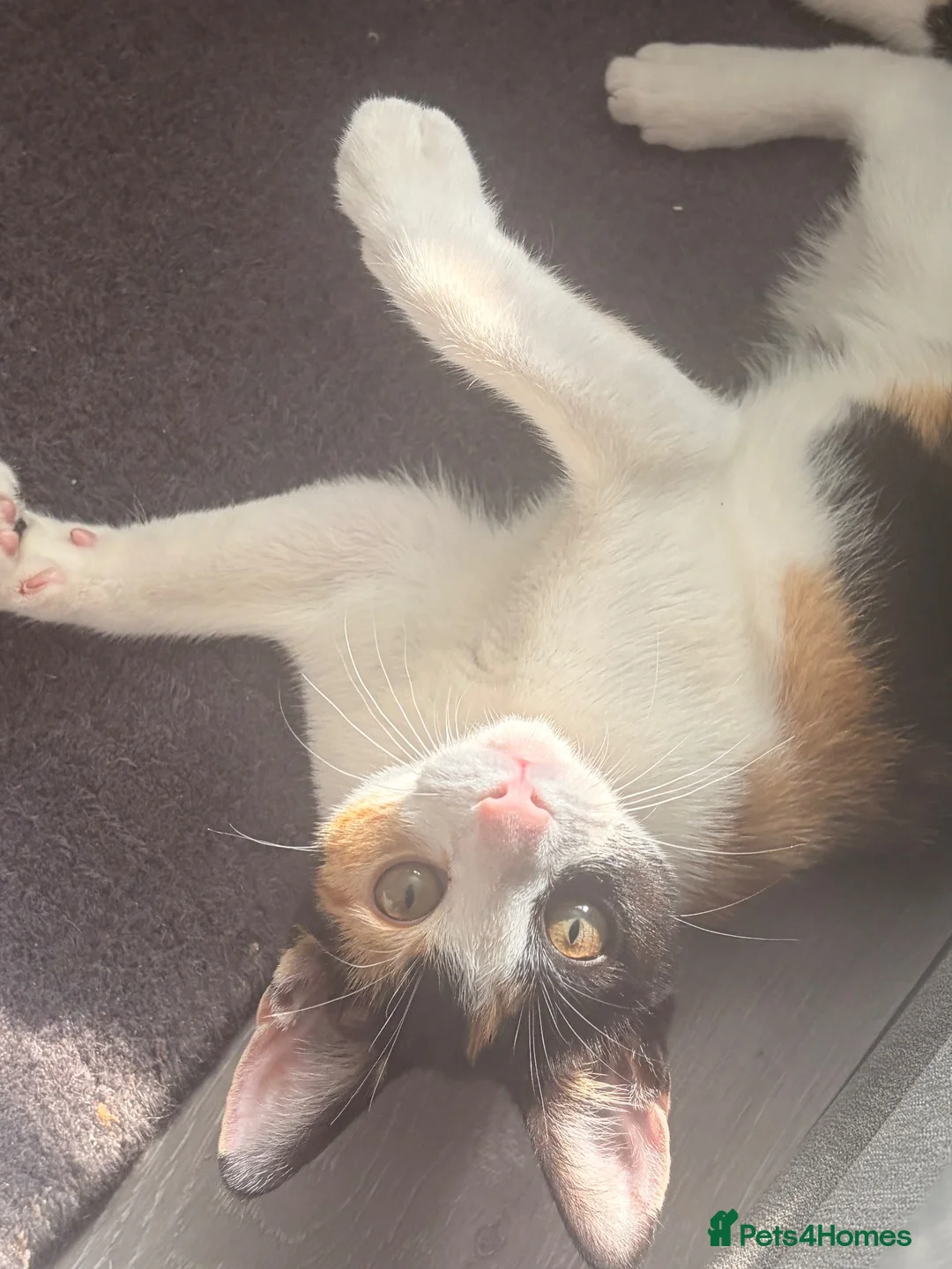 Mixed Breed cats for sale: Adorable kitten  - Advert 2