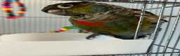 Conures birds for sale: Crimson Bellied Conure - Advert 4