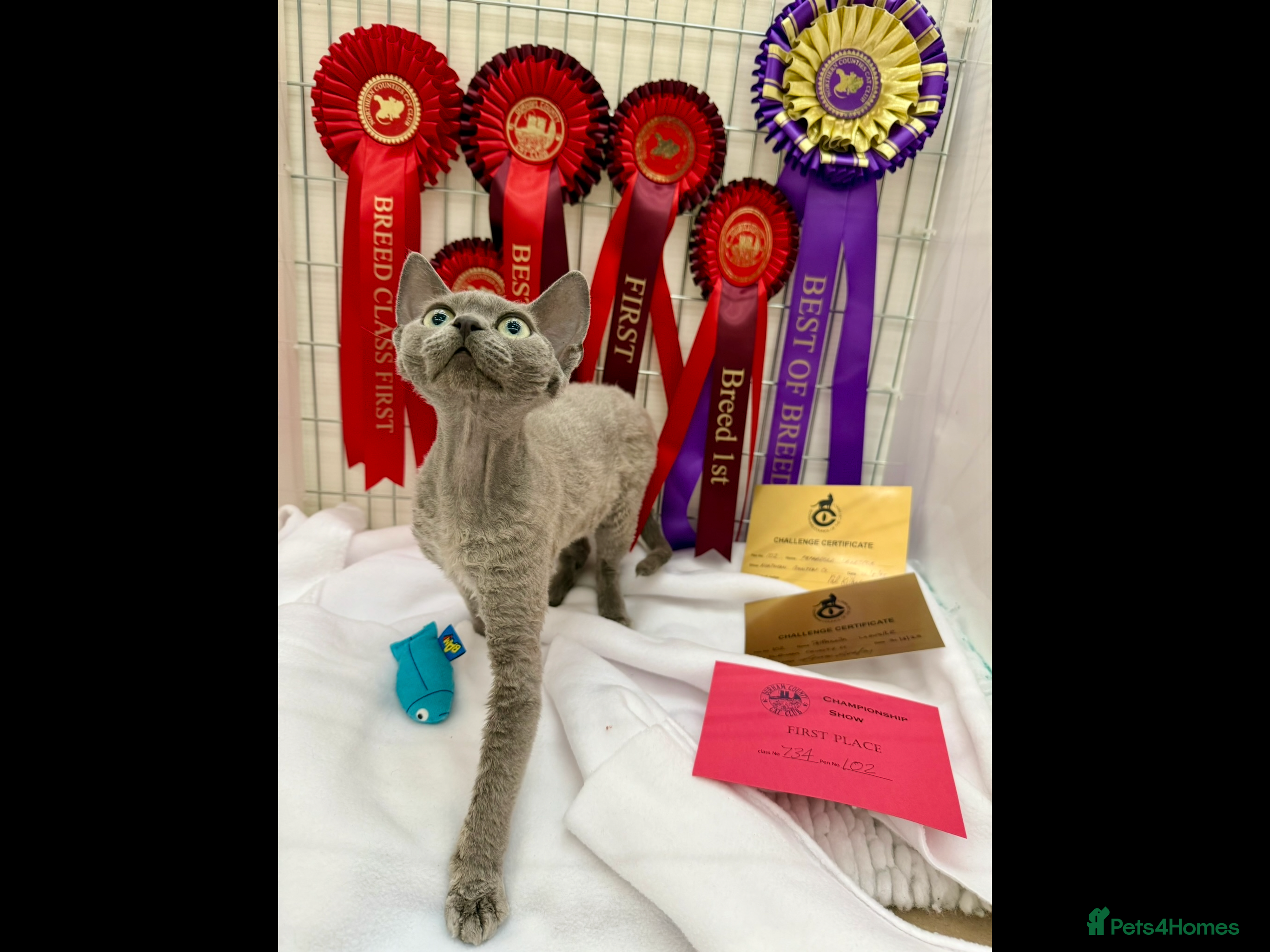 Devon Rex cats TWO STUNNING SHOW GIRLS - Advert 1