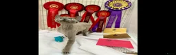 Devon Rex cats for sale: TWO STUNNING SHOW GIRLS - Advert 1