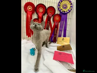 Devon Rex cats TWO STUNNING SHOW GIRLS - Advert 1