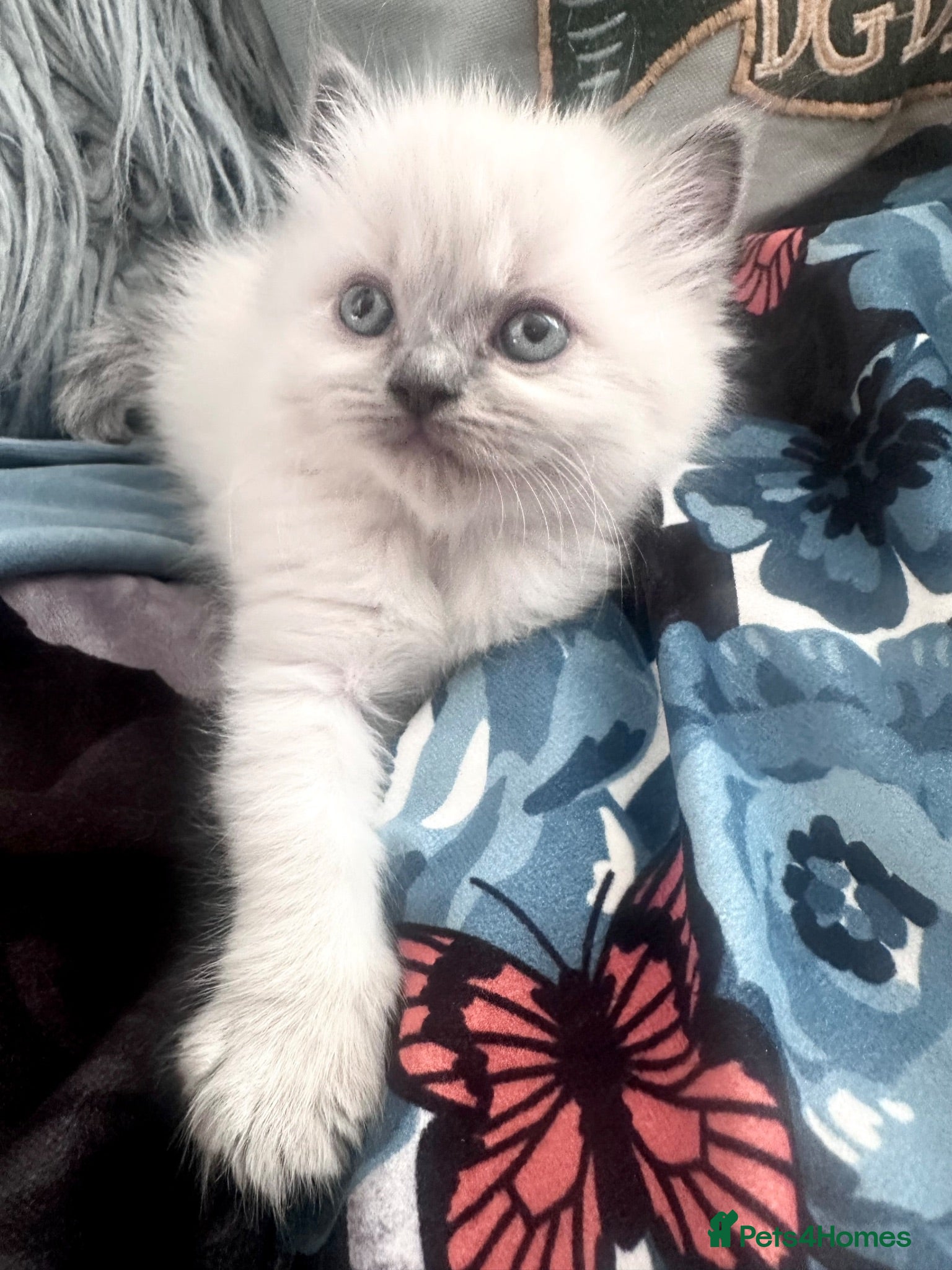 Ragdoll cats New Adorable and very fluffy pure Ragdoll kittens  - Advert 1