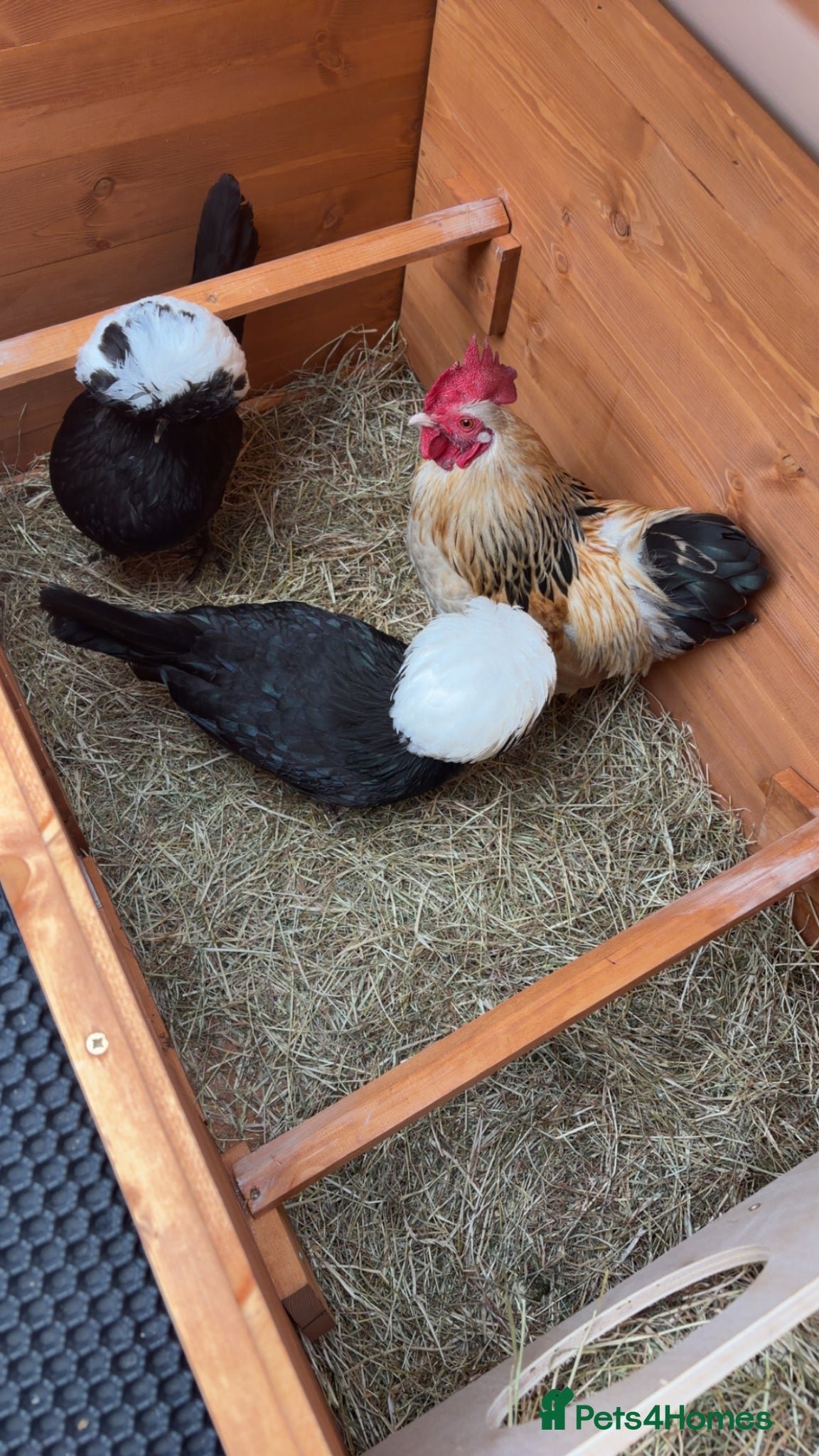 Mixed Breed poultry Bantam chickens trio for sale - Advert 2