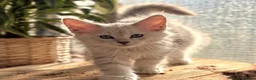 Maine Coon cats for sale: Beautiful Maine coon kittens - Advert 10