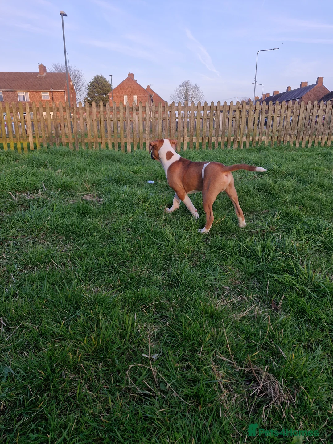 Mixed Breed dogs for sale: Male cane corso cross staffy - Advert 2