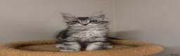 Maine Coon cats for sale: PROUDLY LICENSED, FULLY REGISTERED CATTERY!!  - Advert 8