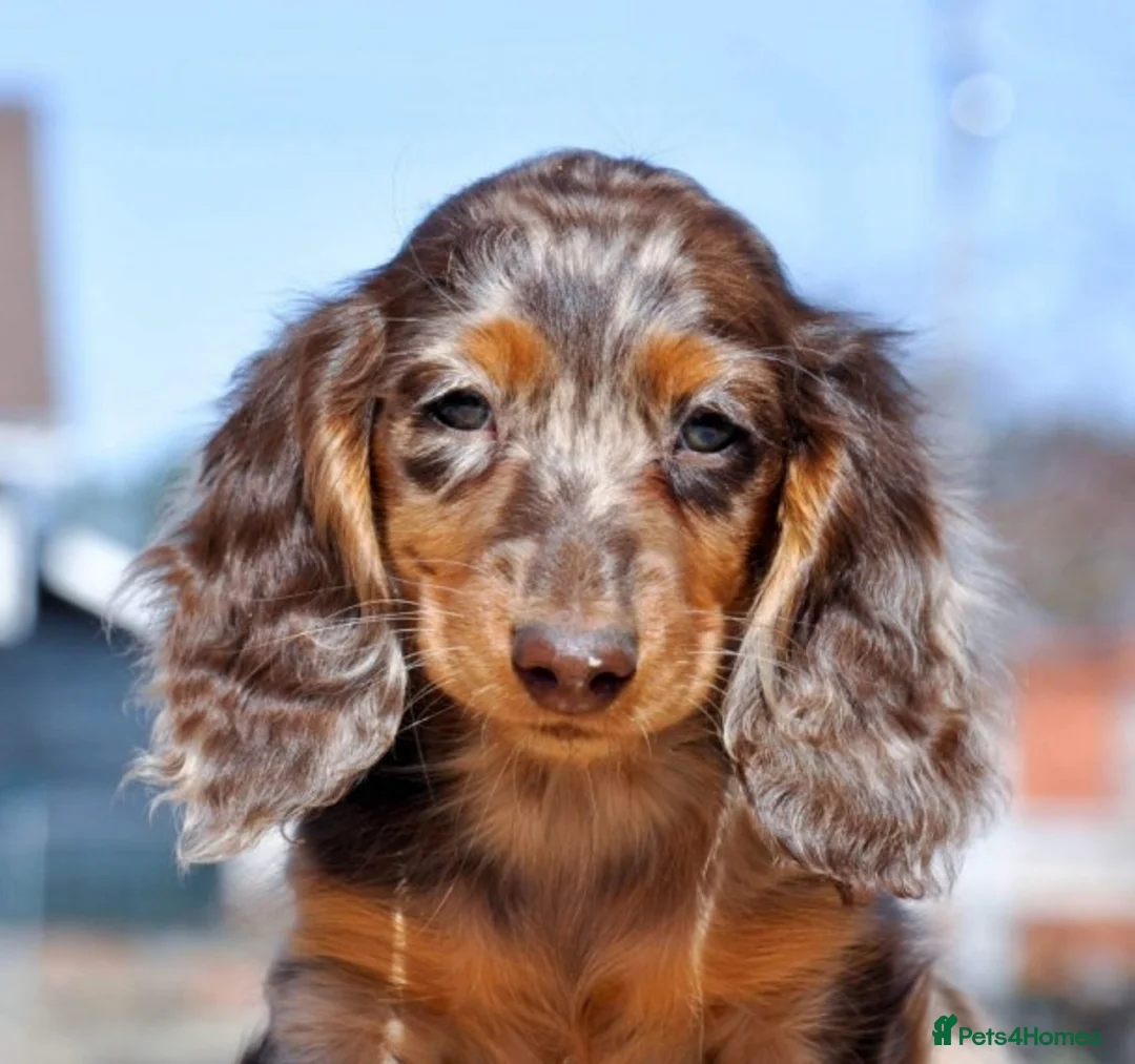 Dachshund dogs for stud: *STUD* Minature Long Haired Dachshund PRA 1 Clear in Waltham Abbey - Advert 9