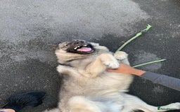 Norwegian Elkhound dogs for sale: This is Cesar  - Image 2