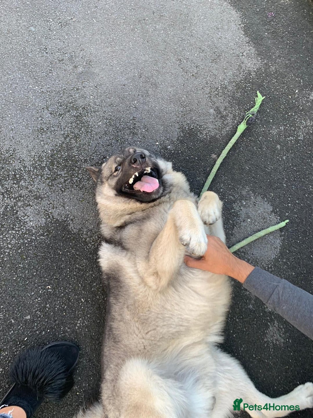 Norwegian Elkhound dogs for sale: This is Cesar  - Image 2