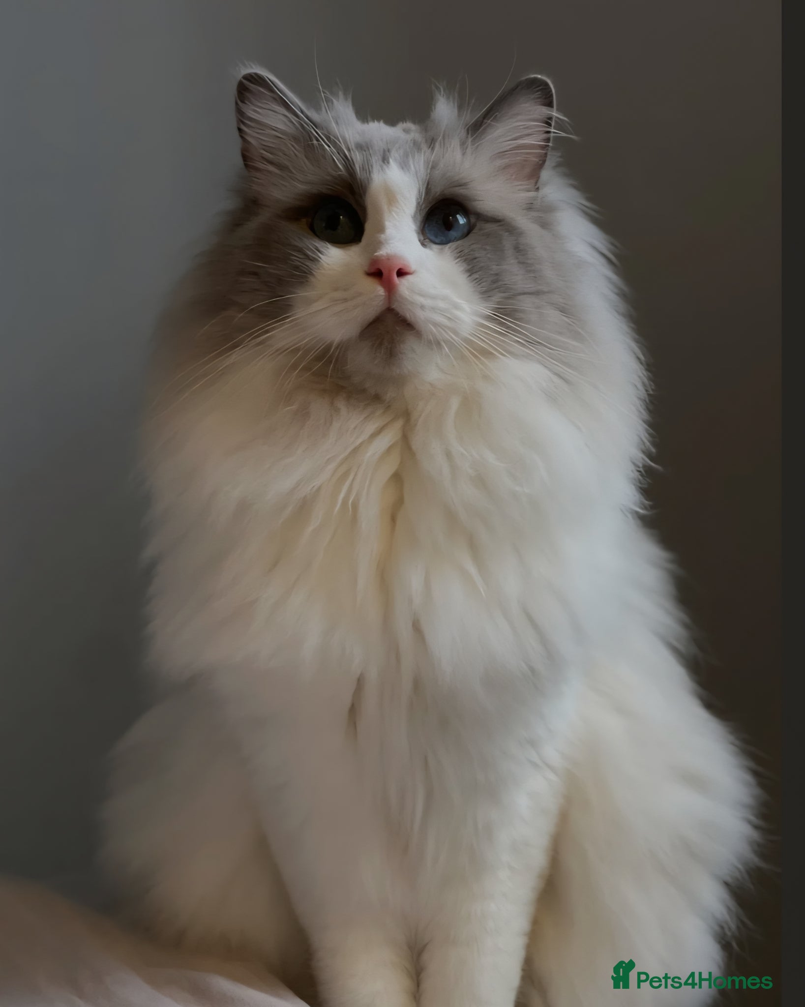 Ragdoll cats for sale: Exquisite pure ragdoll kittens  - Advert 2