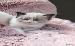 Ragdoll cats for sale: ***Ready Now Ragdoll Boys Ready For New Homes. - Image 17
