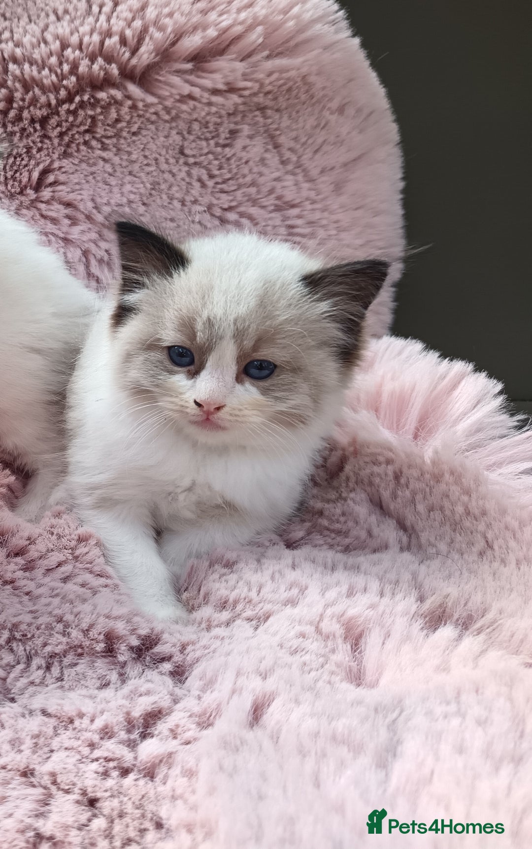 Ragdoll cats for sale: ***Ready Now Ragdoll Boys Ready For New Homes. - Image 17