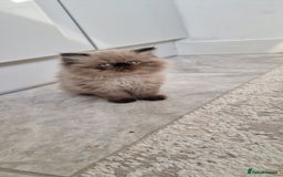Persian cats for sale: Pure persian  kittens  - Image 4