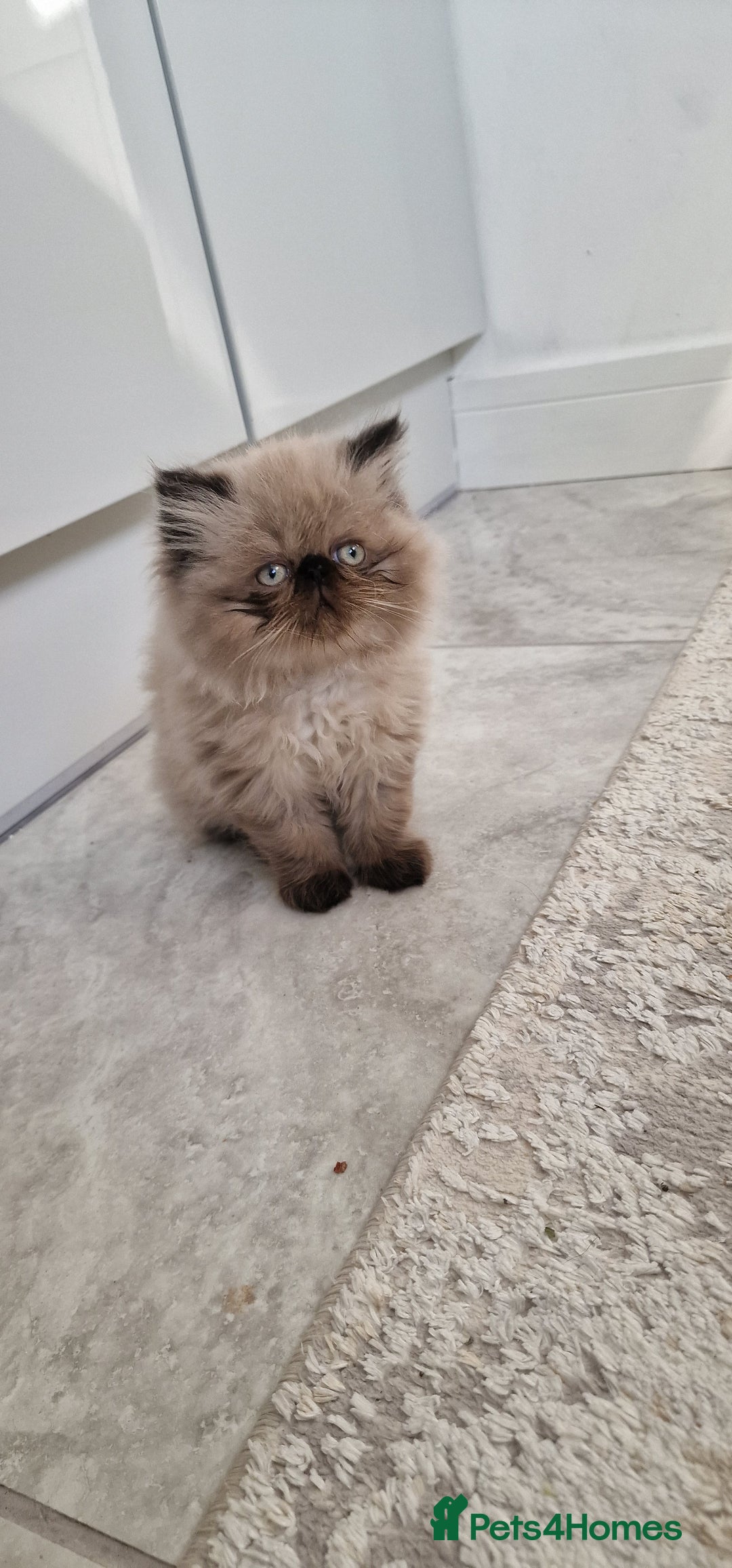 Persian cats for sale: Pure persian  kittens  - Image 4