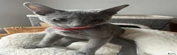 Russian Blue cats for sale: TICA REGISTERED Pure Breed Russian Blue Kittens - Advert 5