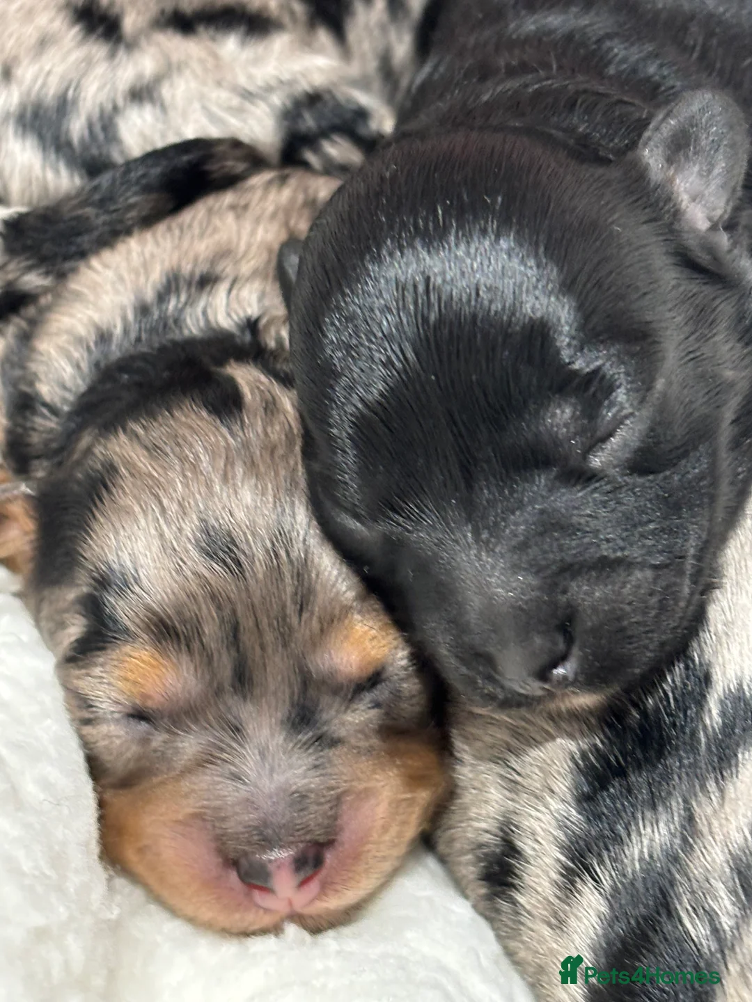 Maltipoo dogs for sale: 💎 Adorable Maltipoo Puppies ❤️ - Advert 16