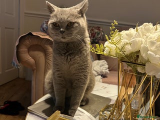 British Shorthair cats Adorable British shorthair - Advert 2