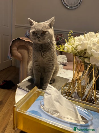British Shorthair cats Adorable British shorthair - Advert 1