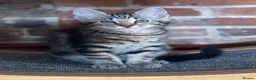 Ragdoll cats for sale: Lovely Kittens - Advert 1