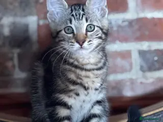 Ragdoll cats Lovely Kittens - Advert 18