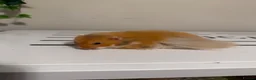 Hamster rodents for sale: Long Haired Tame Male Syrian - Advert 2