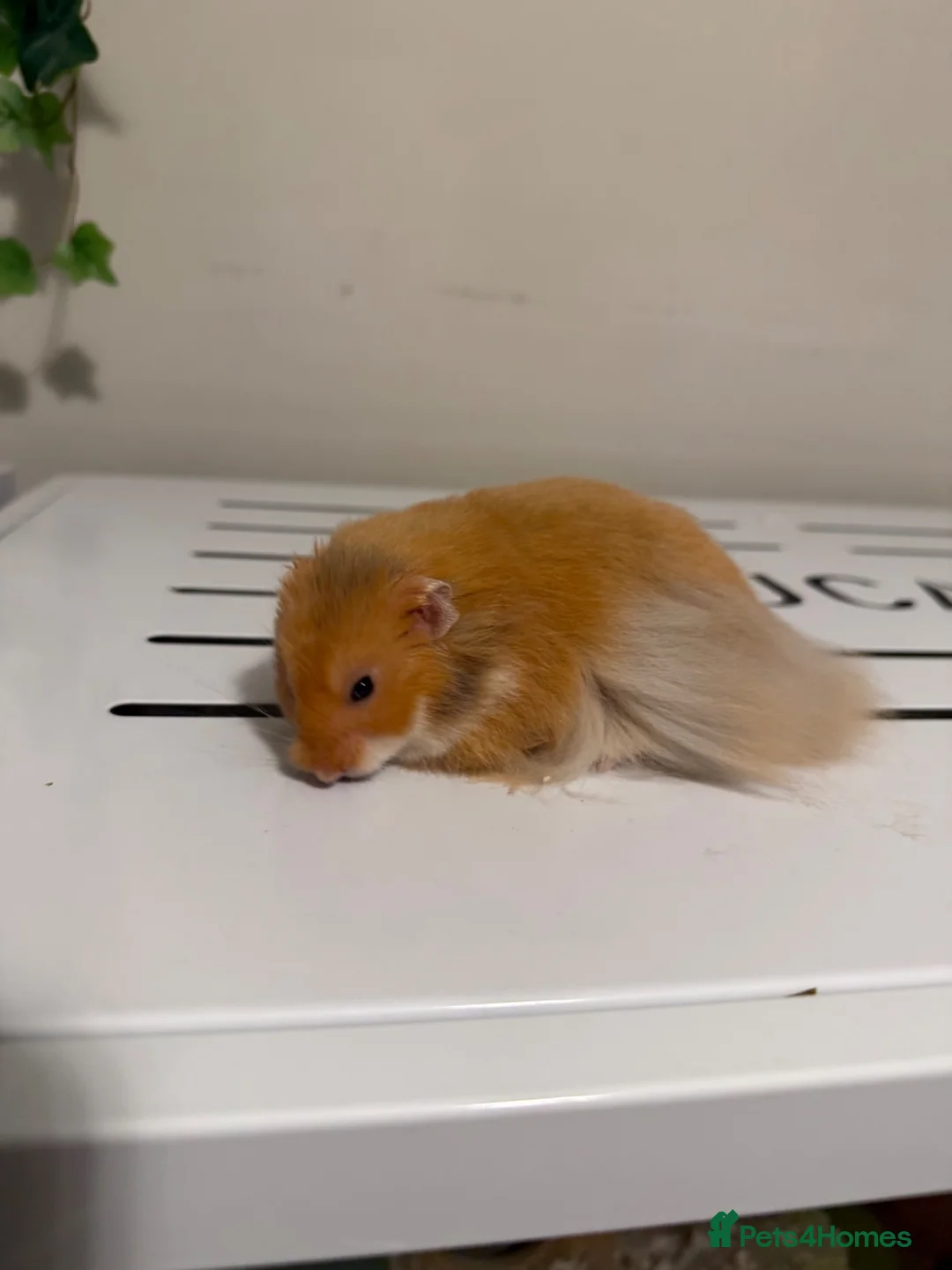 Hamster rodents for sale: Long Haired Tame Male Syrian - Advert 2