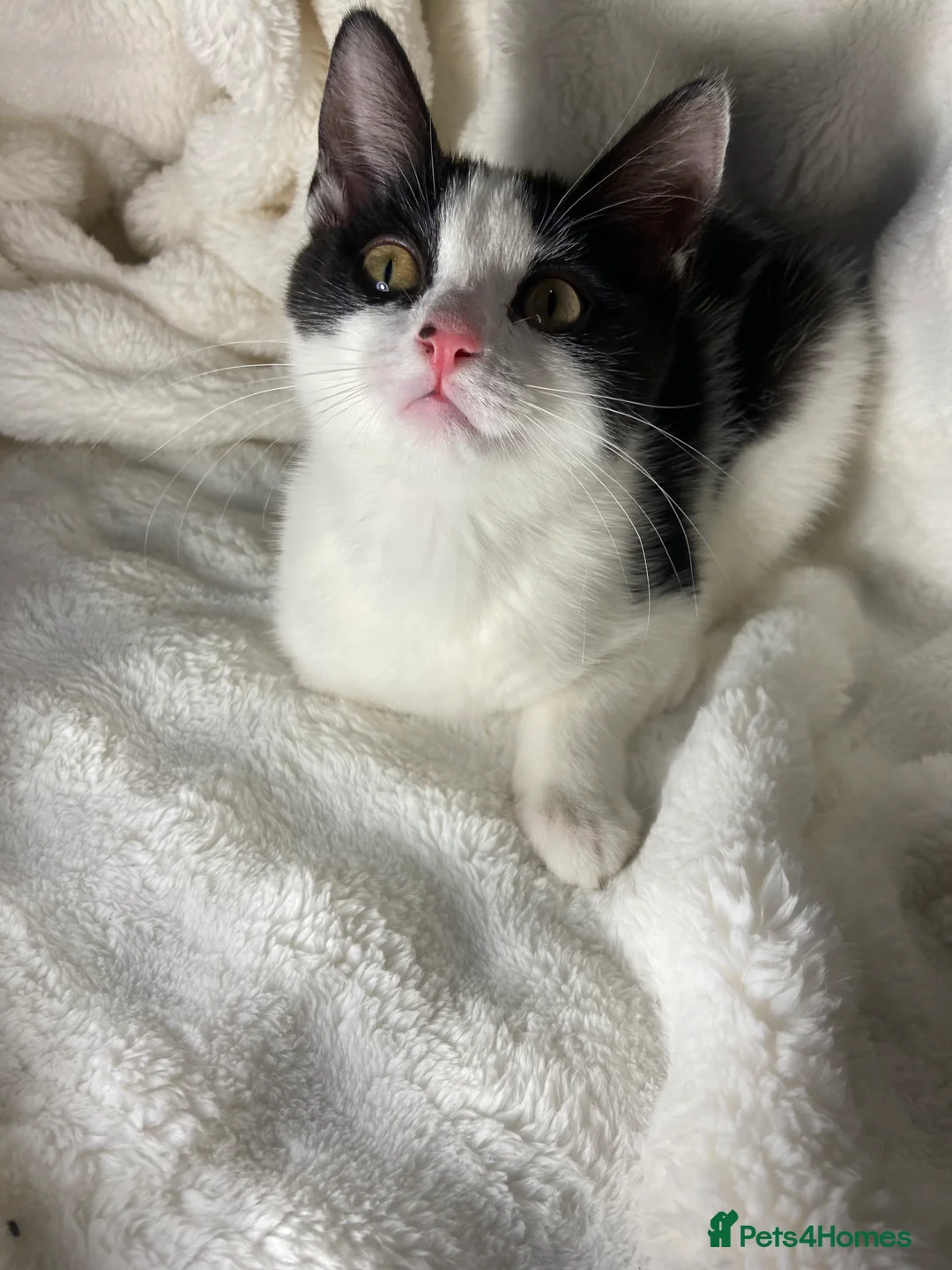 Mixed Breed cats for sale: Cute black and white kitten  - Advert 4