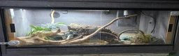 King Snake reptiles for sale: California king snake + FULL setup - Advert 4