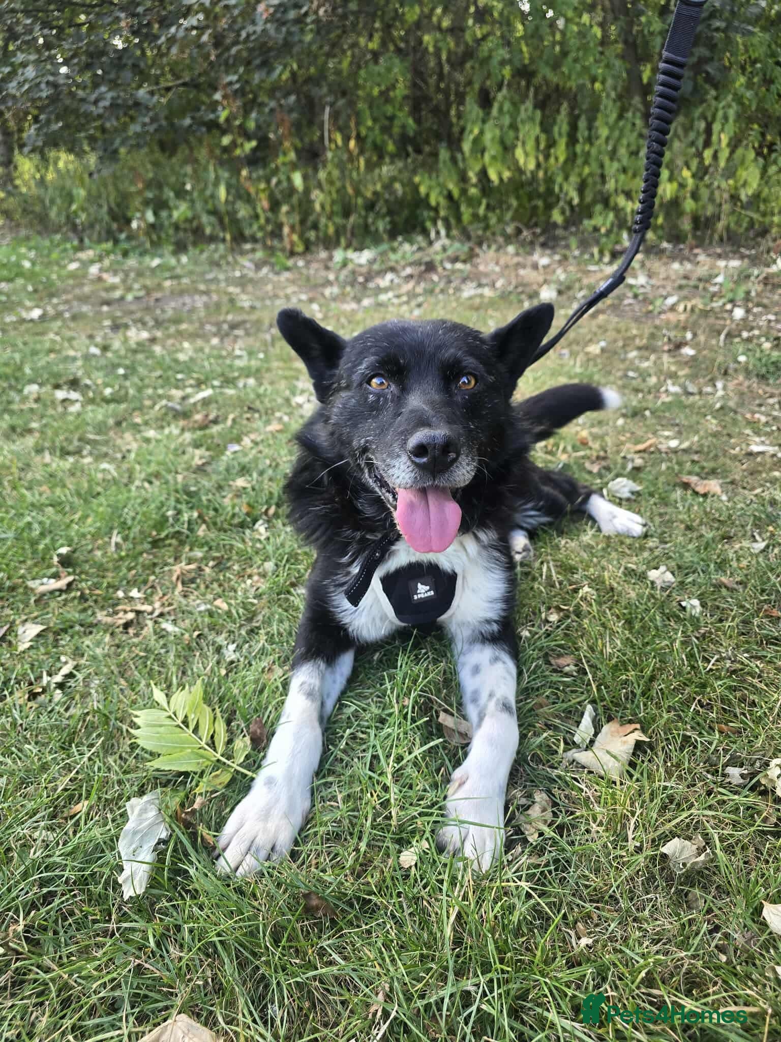 Mixed Breed dogs Freckles is ready to find a family! - Advert 7