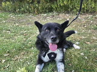 Mixed Breed dogs Freckles is ready to find a family! - Advert 1