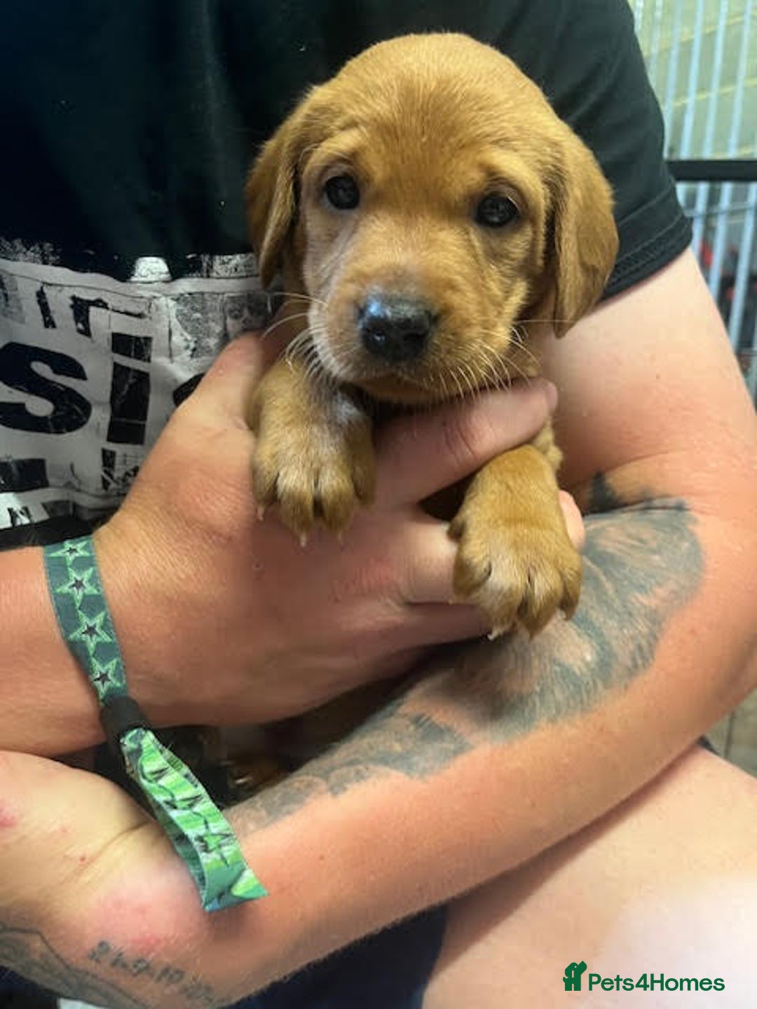 Labrador Retriever dogs for sale: Beautiful Red Fox Labrador Pups – 4 Boys & 4 Girls - Image 19