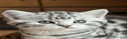 British Shorthair cats for sale: Pedigree British Shorthair Silver Tabby kittens - Advert 17