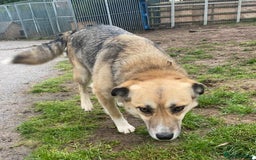 Mixed Breed dogs for adoption: CHLOE - a Lovely mix breed Girl, for a Loving Home - Image 1