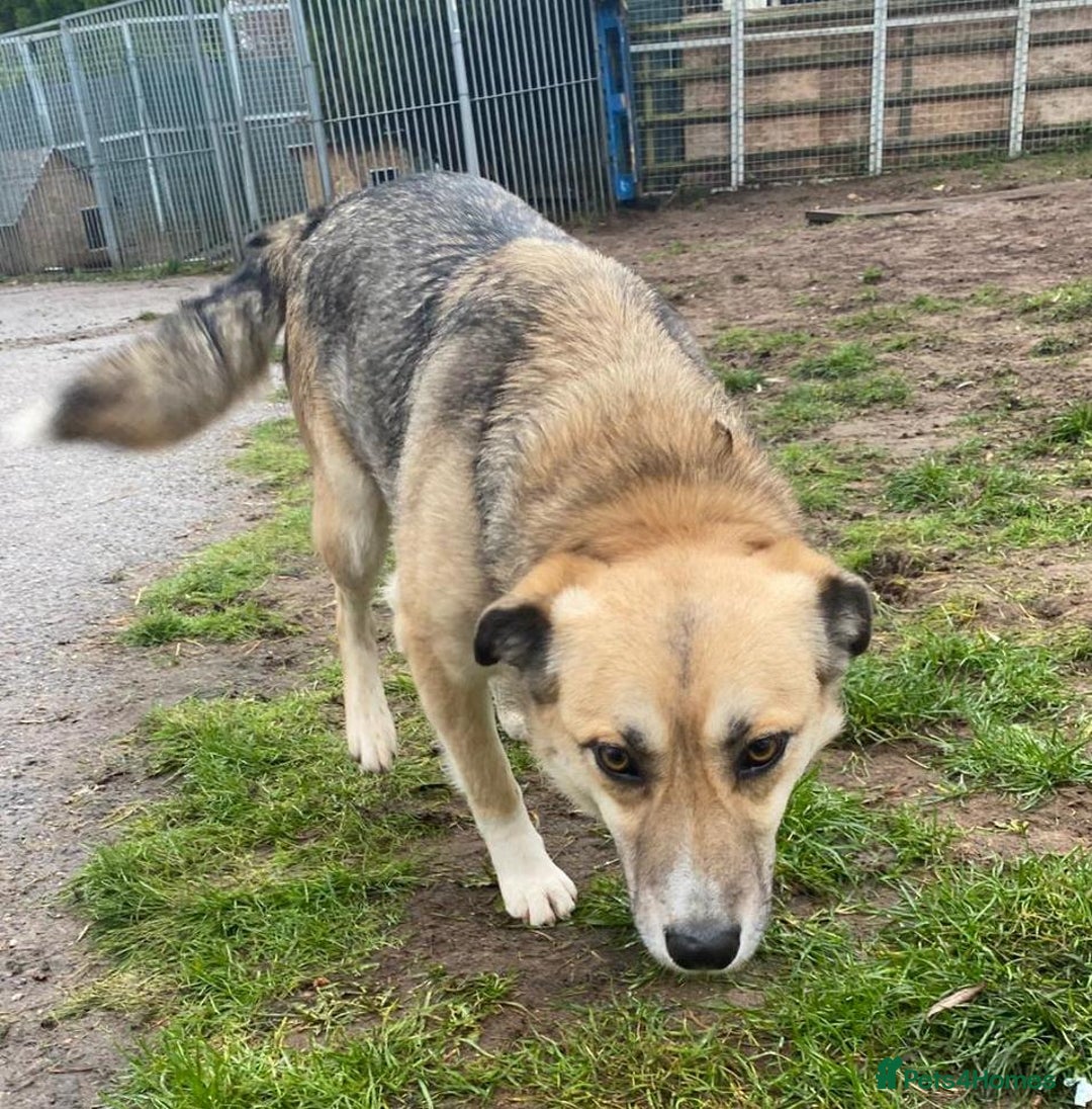 Mixed Breed dogs for adoption: CHLOE - a Lovely mix breed Girl, for a Loving Home - Image 1
