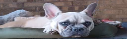 French Bulldog dogs for sale: Reduced £1000 1 Beautiful French Bulldog - Advert 6