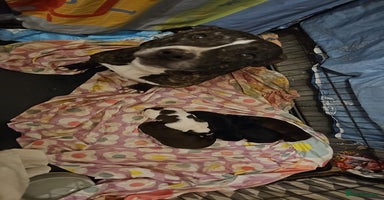 Mixed Breed dogs - Advert 8